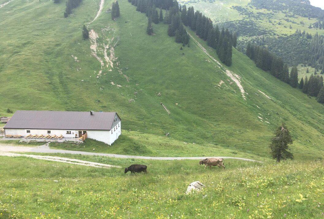 Grüne Berglandschaft mit Almhütte und zwei Kühen auf einer Wiese