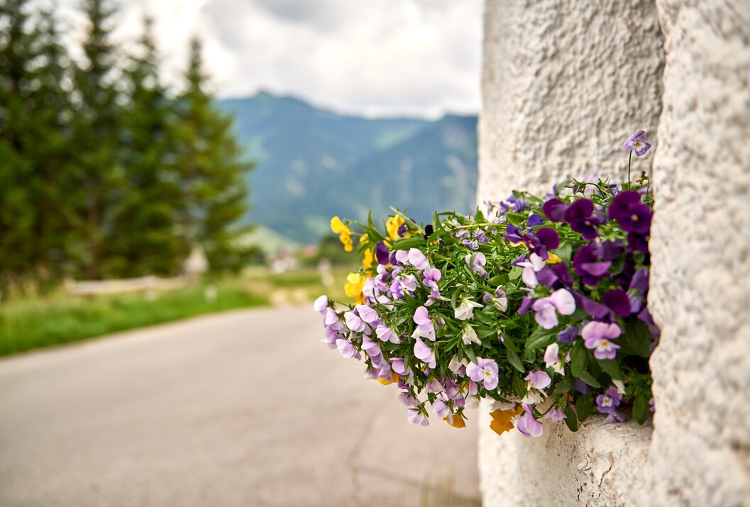 Flower box with colorful pansies in front of mountain landscape