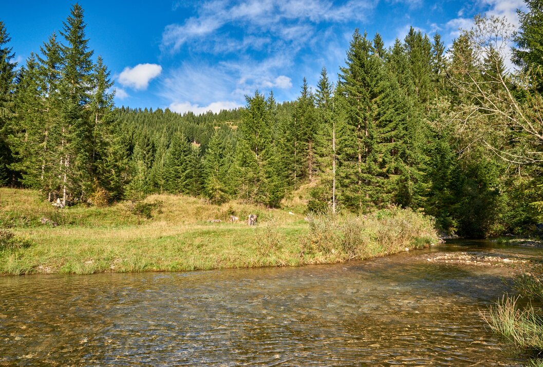 Flusslauf vor Wald und blauem Himmel mit Wolken