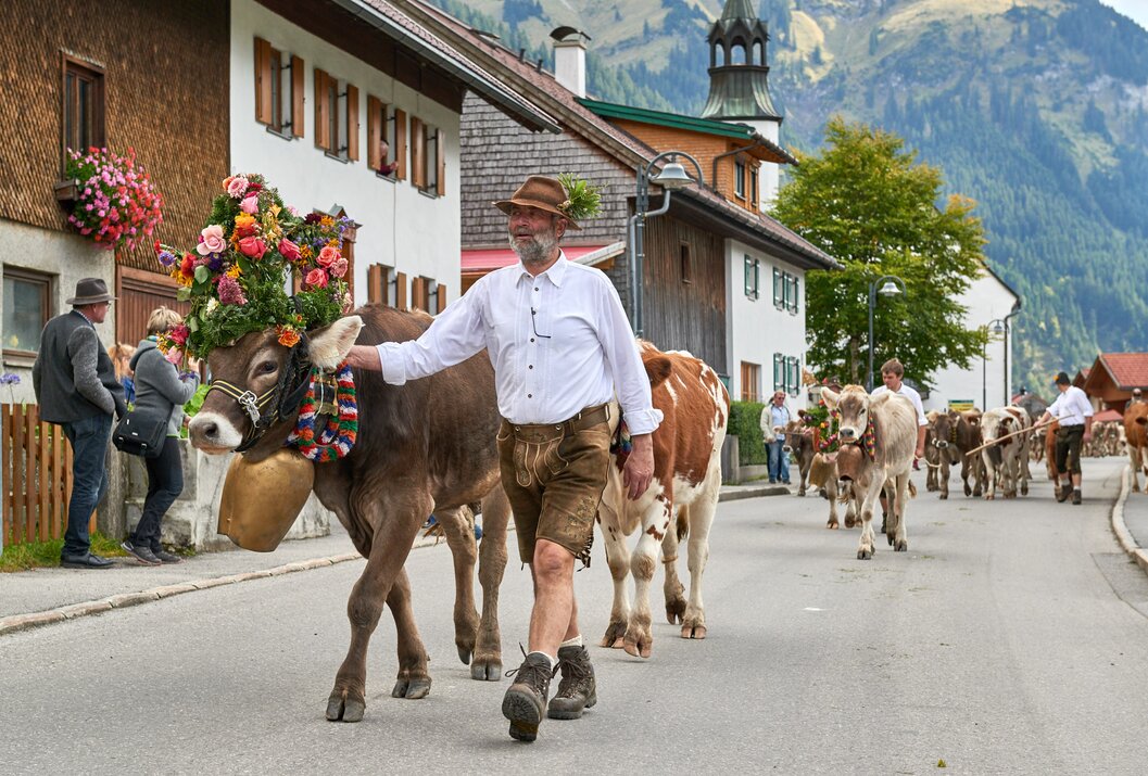 Mann führt geschmückte Kuh durch Dorf, weitere Kühe folgen
