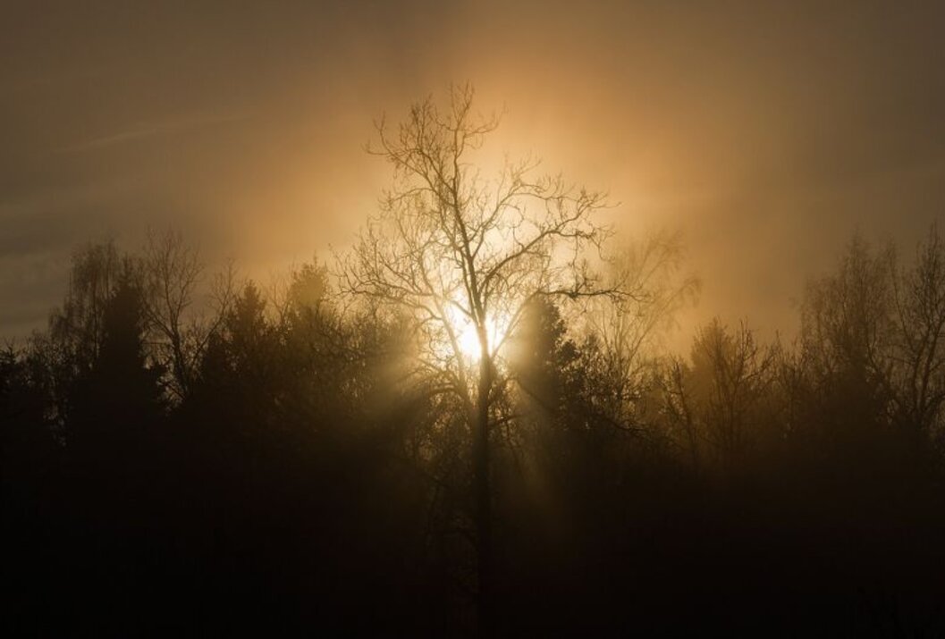 Baum im Nebel vor strahlender Sonne
