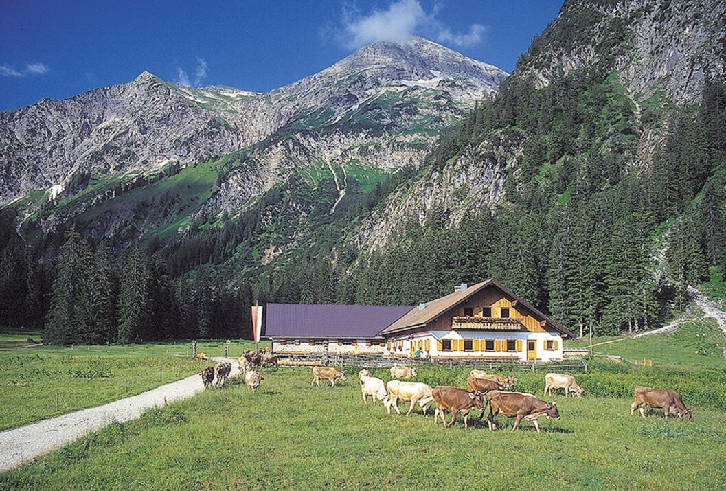 Hütte mit Kühen auf grüner Wiese vor Bergpanorama