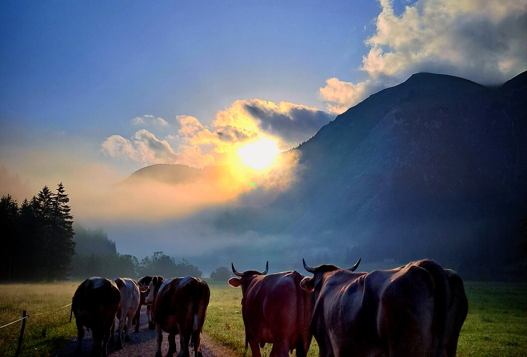 Kühe auf Feldweg vor Bergkulisse im Morgenlicht