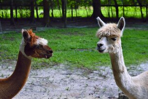 Funken, Kessel und Alpakas