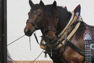 Carriage ride Lechweghof
