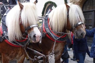 Horse carriage rides Kleiner