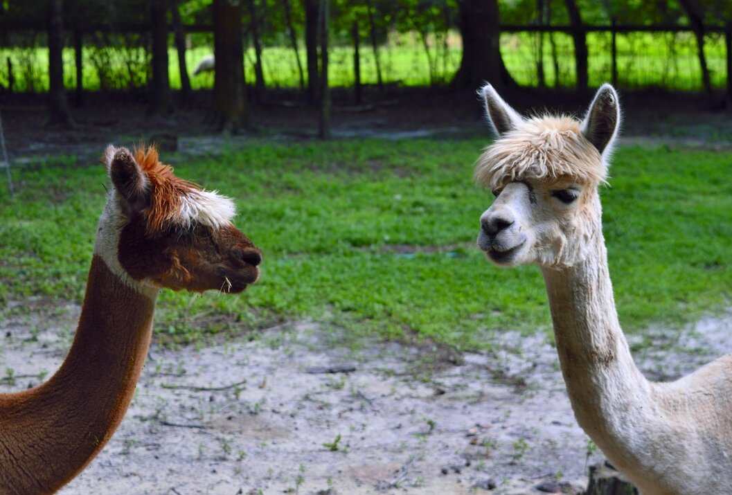 Zwei Alpakas auf schmutzig-grüner Waldwiese