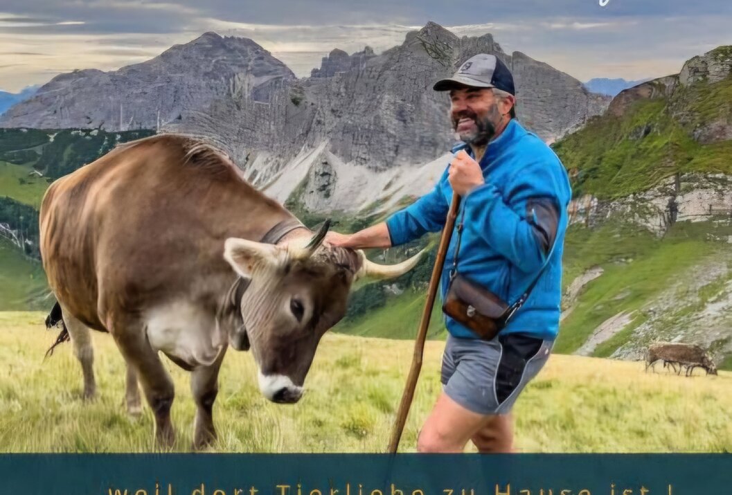 Hiker caresses cow in alpine landscape