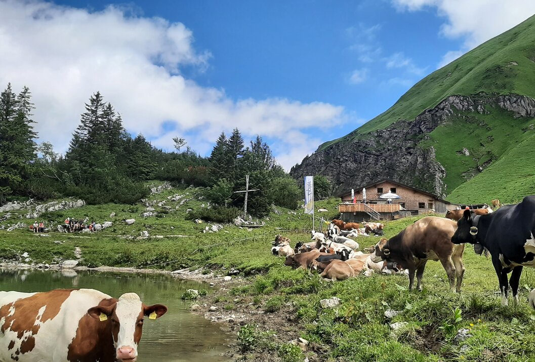 Alpine cows at the mountain lake in front of a mountain hut and mountain panorama