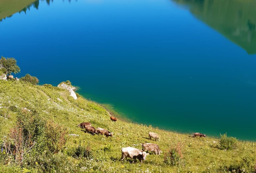 Turquoise mountain lake with grazing cows
