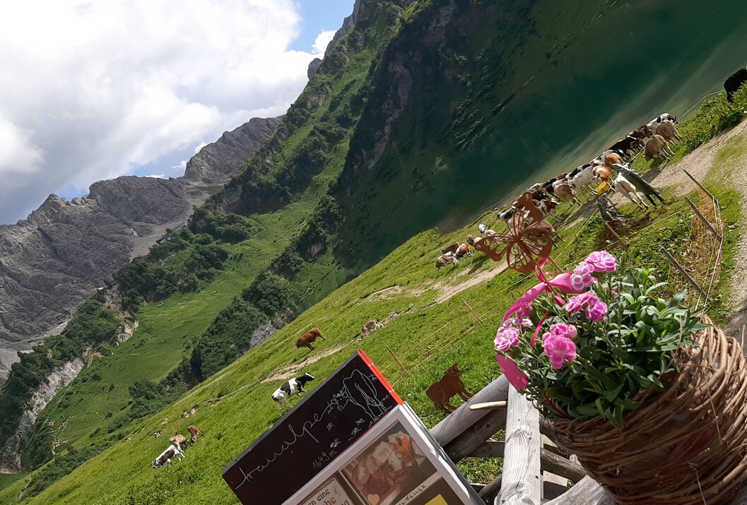 Alpine landscape with mountain lake, cows and flower basket