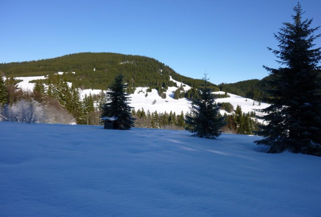 Vast snow-covered hilly landscape with fir trees and a cabin