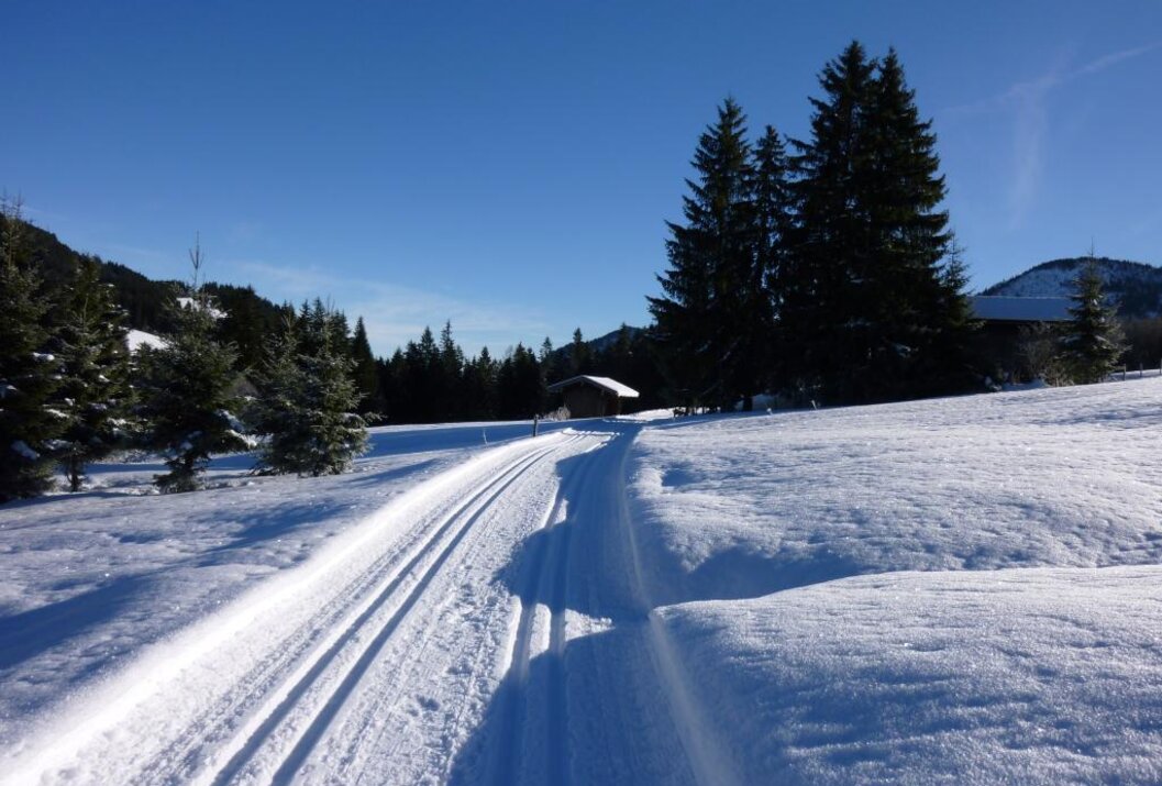 Sunny snowy cross-country ski trail with a hut and trees