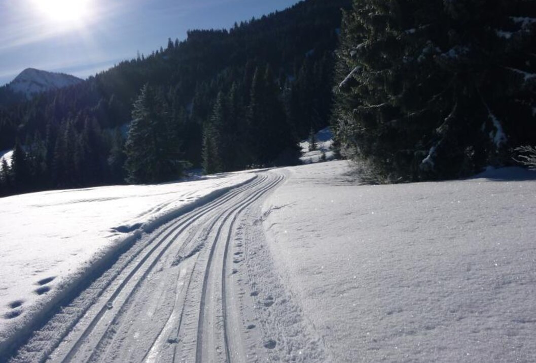 Sunny cross-country ski trail in the snowy mountain forest