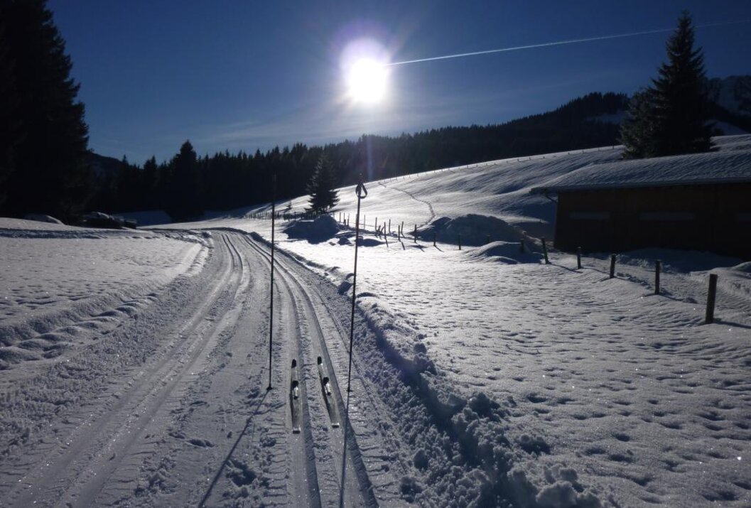 Cross-country skis on a sunny trail in the winter forest