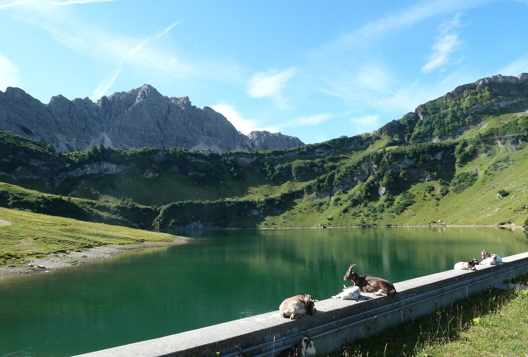Resting goats by a green mountain lake in front of rocky mountains