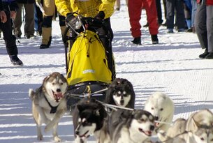 Rennstrecke Schlittenhunderennen Unterjoch-Schattwald 31.1. - 1.2.26