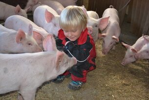 Was macht die blinde Kuh im Schweinestall?